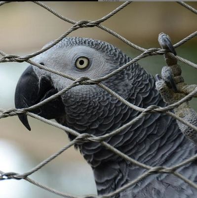 Δίκτυο σχοινιών από ανοξείδωτο χάλυβα ανθεκτικό στις υπεριώδεις ακτινοβολίες με μακρά διάρκεια ζωής και μη τοξικές ιδιότητες για φράχτη ζωολογικού κήπου και πτηνοτροφείο