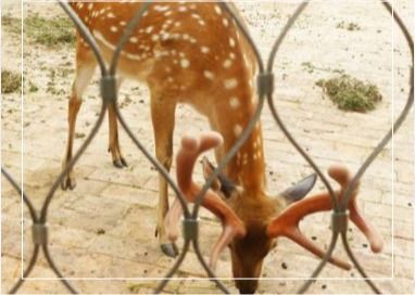 Σύρμα από ανοξείδωτο χάλυβα 3mm, πλέξη 7x7 για περίφραξη σε ζωολογικούς κήπους και αεροδρόμια