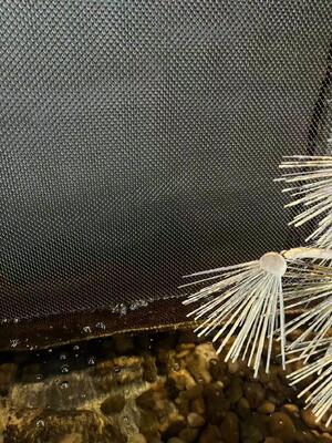 Διακοσμητικό Πηνίο από Ανοξείδωτο Ατσάλι για Πλέγμα Τοίχων Καταρράκτη